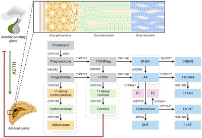 46,XX males with congenital adrenal hyperplasia: a clinical and biochemical description